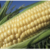 Farm income expected to fall 25% in 2024